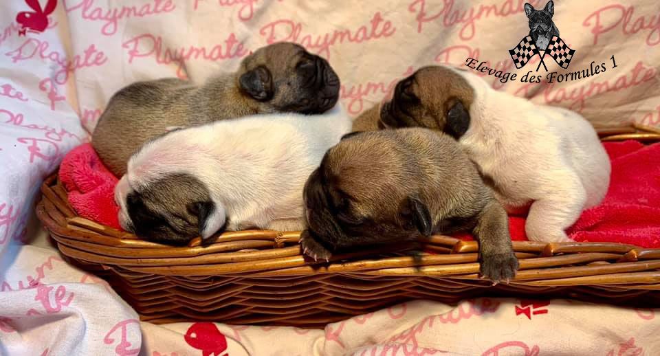 Les bébés de Nigel et Purusha sont arrivés