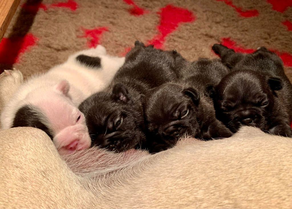 Chiots Nigel x Isidore