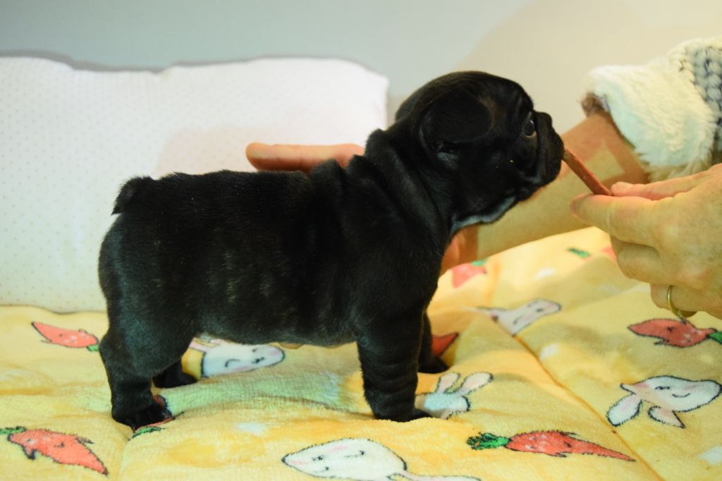 Les bébés de Mac Laren ont 1 mois