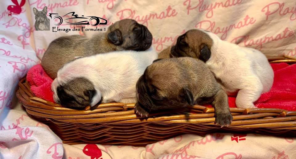 Chiots Nigel x Purusha