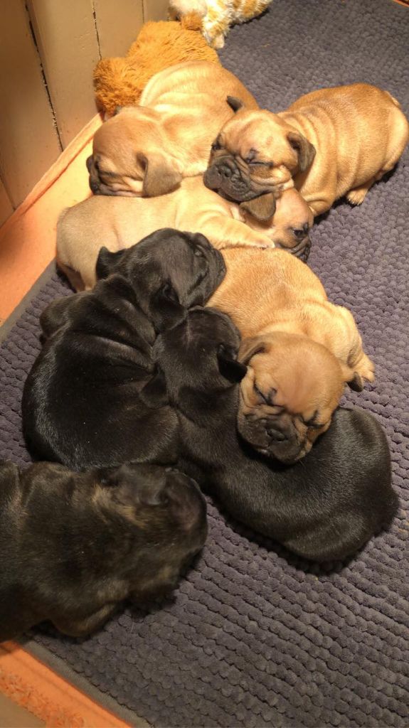 Chiots Mac Laren x Matelot