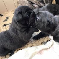 Des Formules 1 - Bouledogue français - Portée née le 25/03/2020