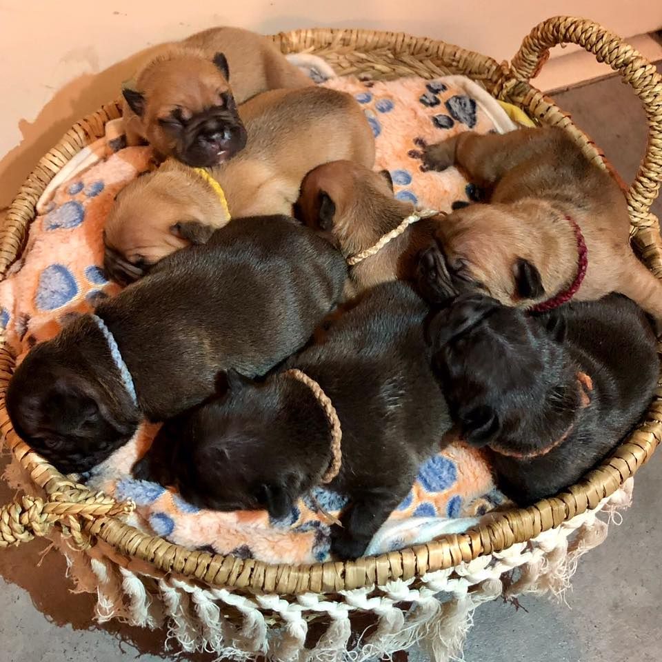 Des Formules 1 - Bouledogue français - Portée née le 26/11/2020