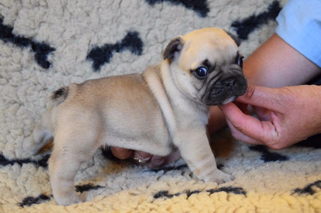 Des Formules 1 - Bouledogue français - Portée née le 12/07/2017