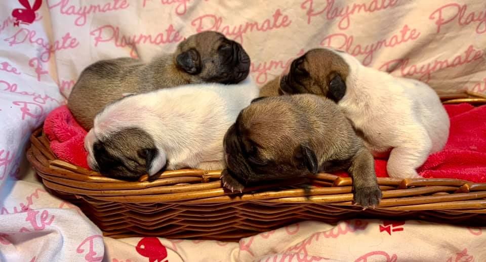 Des Formules 1 - Bouledogue français - Portée née le 21/05/2021